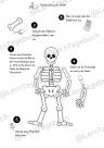 Skelett Bastelvorlage basteln Kinder Grundschule Sachunterricht Vorschule Körper
