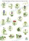 Cliparts, PNGs, Grafiken Blumen, Pflanzen, Wiese und im Wald