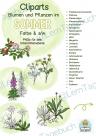 Cliparts für Lehrer, Teacher Blumen und Pflanzen im Sommer auf der Wiese und im Wald.