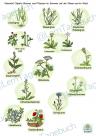 Cliparts Sachunterricht, Naturwissenschaften Pflanzen, Blumen Wiese