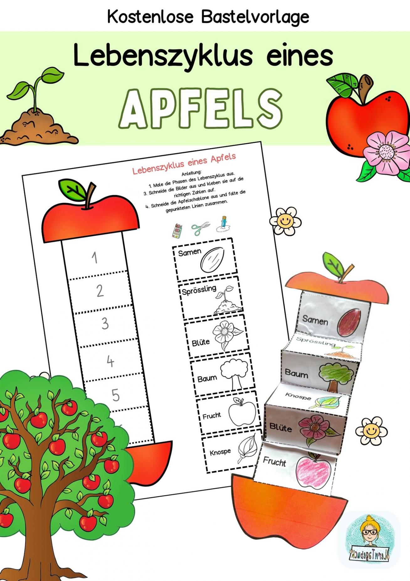 Kostenlose Bastelvorlage Apfel Leporello Sachunterrichht im Kindergarten, Grundschule und Förderschule