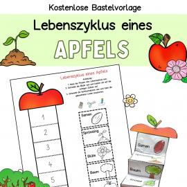 Kostenlose Bastelvorlage Apfel Leporello Sachunterrichht im Kindergarten, Grundschule und Förderschule