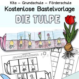 kostenlose Bastelvorlage Tulpe Kindergarten Vorschule Grundschule